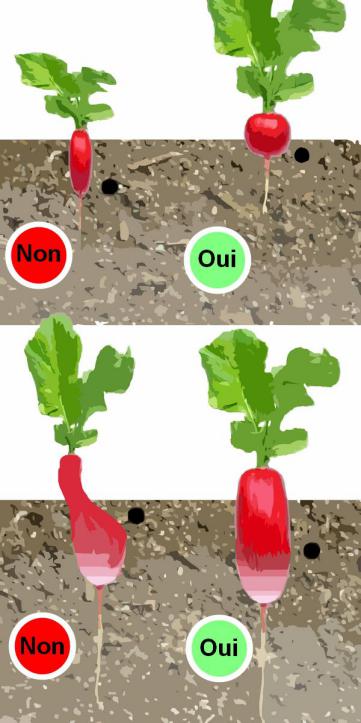 comment planter des radis